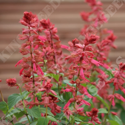 Picture of Salvia - Estrella Coral